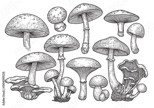 Ink & Fungi: A Mycological Sketchbook