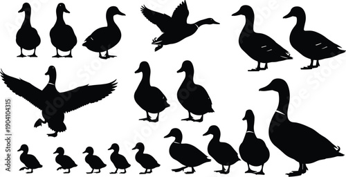 Duck silhouette collection illustration, waterfowl bird poses set, flying standing walking ducks, wildlife nature icons, black vector design