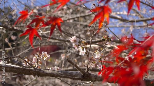【豊田市】秋の紅葉の中に咲いた四季桜