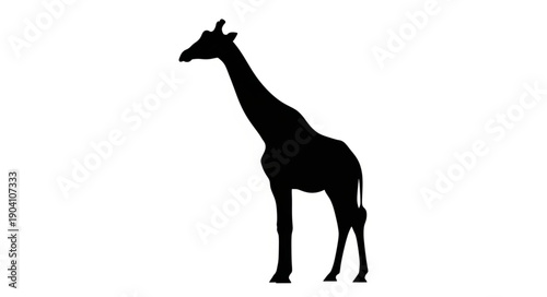 Silhouette of a Giraffe Standing Tall Against a White Background.