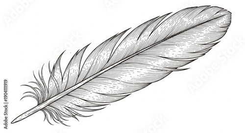 Detailed Illustration of a Single Bird Feather.