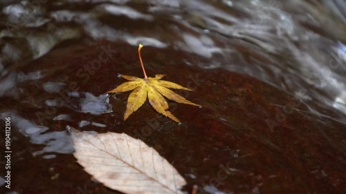 渓流の流れの中に落ちた紅葉