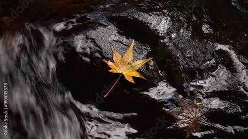 渓流の岩場に落ちた黄色の紅葉