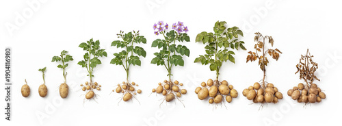 Potato plant growth cycle Solanum tuberosum. Photorealistic growth sequence. Development stages. Visible tuberous roots.