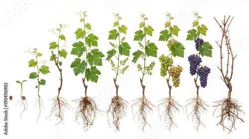 Grape vine growth cycle Vitis vinifera. Photorealistic growth sequence. Development stages. Visible roots.