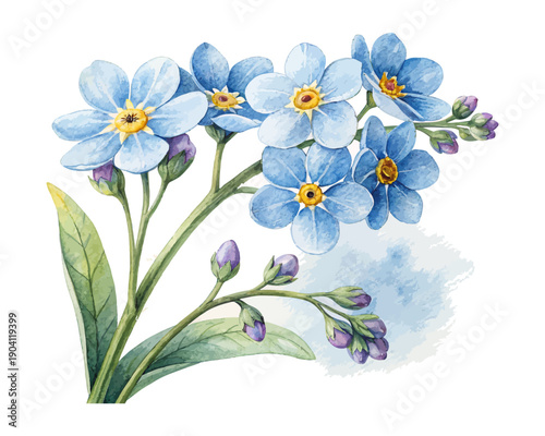 Blue Forget me not Watercolor Flower, Delicate Botanical Clipart Illustration Isolated on White
