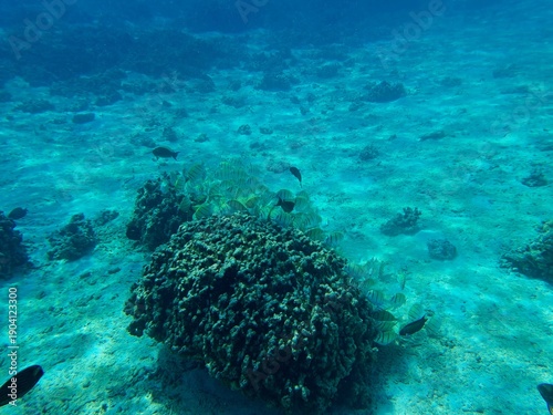 Wallpaper Mural Thoddoo, Maldivas Torontodigital.ca