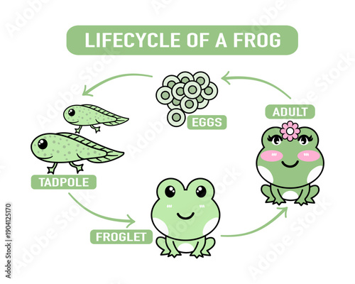 Lifecycle of frog educational diagram showing eggs, tadpole, froglet and adult stages with playful green illustrations and arrows conveying transformation and growth