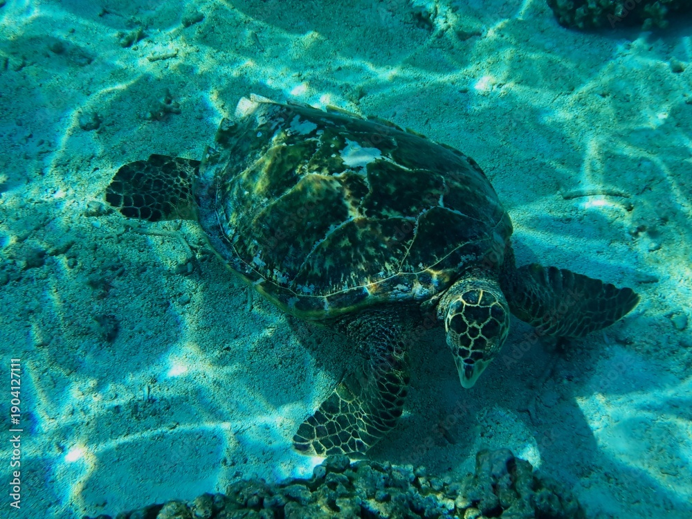 Fototapeta premium Thoddoo, Maldivas