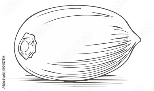 Simple black and white line art drawing of a single whole tropical coconut fruit with stylized details