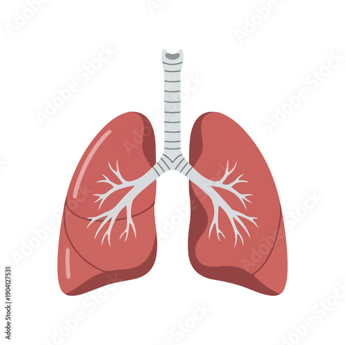 Human Lungs Anatomy Respiratory System Illustration Diagram