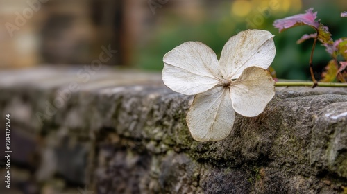 A single withered flower petal rests upon a weathered stone surface in the autumn light