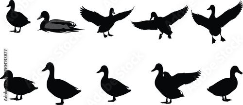 Set of duck silhouette poses isolated on white background, black waterfowl shapes showing standing, walking, landing, and flying positions