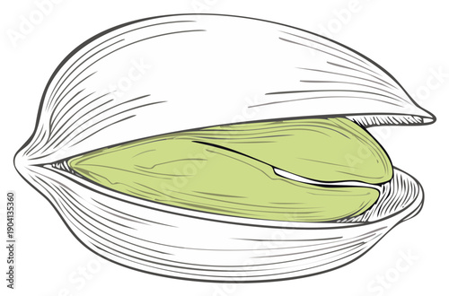 Stylized Pistachio Nut in Shell Hand Drawn Food Illustration