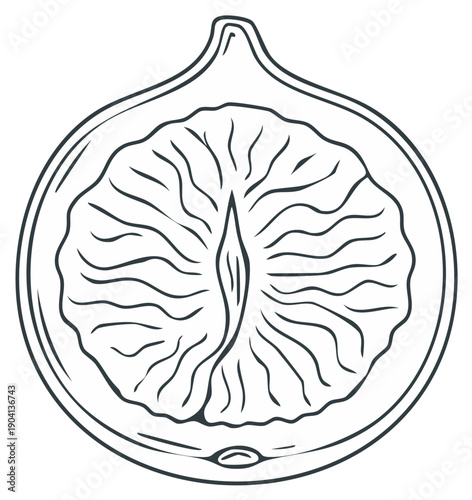 Detailed outline drawing of a fig fruit cut in half showing internal structure