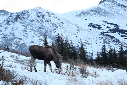 Moose in anchorage alaska, glen alps winter snow
