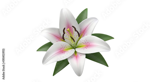 White Lily with Pink Accents and Green Leaves