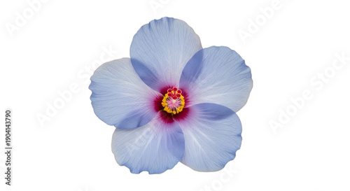 Vibrant blue hibiscus flower with pink and yellow center isolated on a transparent background