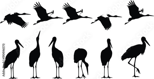 WebBlack vector silhouette set of storks for concepts of wildlife nature migration wetland birds flying standing outdoors and mascot branding