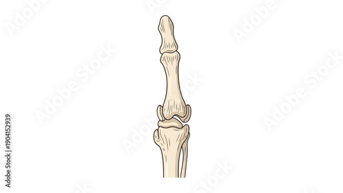 Diagram showing articulated finger bones connecting to a knee joint illustration