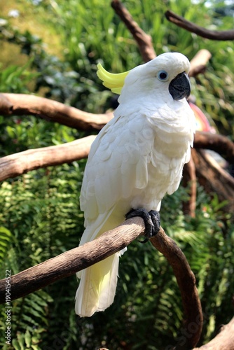 A beautiful yellow-crested cockatoo perched on a branch.