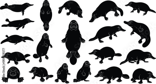 Large set of black platypus silhouettes, Australian monotreme animal vector illustrations, swimming and walking poses, isolated duck-billed platypus icons for wildlife and nature design.