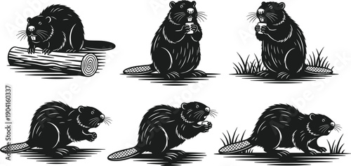 Set of black beaver silhouettes in various poses including standing eating and sitting on logs isolated on white background for wildlife nature design,