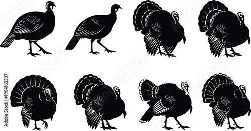 Set of black wild turkey silhouettes in various walking and standing poses isolated on white background for farm poultry hunting nature design elements,