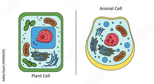 Plant and Animal Cell Structures Compared