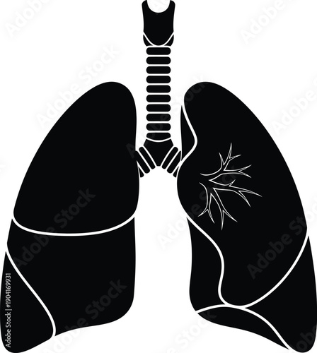 Human Lungs Anatomy Medical Illustration Vector