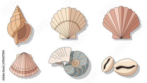 Six types of seashells arranged in two rows against a white background