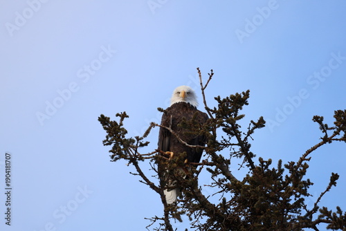bald eagle in anchorage alaska