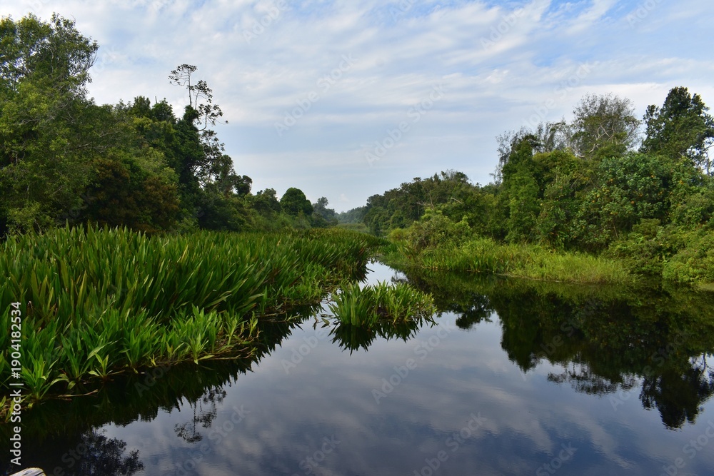 Obraz premium lake in the forest manggrove