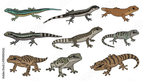 Diverse collection of lizards and geckos shows various species with different skin patterns and colors for zoology and nature studies.