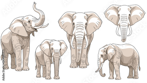 Detailed illustrations of african elephants in different poses including standing, walking, and trumpeting for wildlife and nature themes.