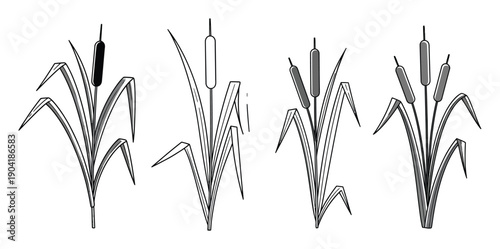 Cattail Plants Collection Black White Vector Illustration