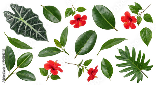 Vibrant tropical leaves and flowers collection