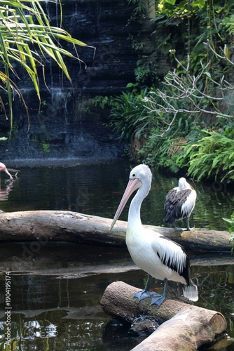 pelicans on the water