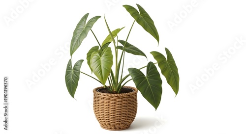 A potted plant with long green leaves in a wicker basket against a white background