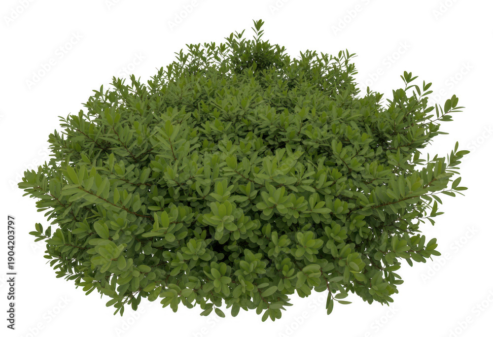 Obraz premium Green bush with light and dark green leaves plant nature isolated on a transparent background