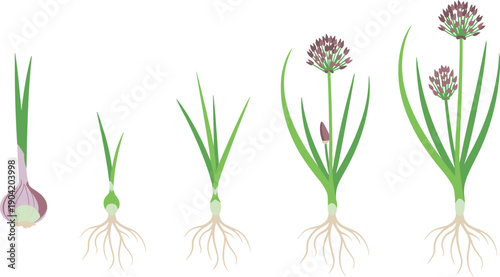 Onion plant growth stages from bulb to flowering in clean flat vector illustration, botanical life cycle sequence with roots, leaves and blossoms