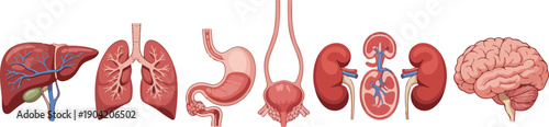 Human Internal Organs Anatomical Vector Illustration Set Including Brain, Lungs, Liver, Heart, and Kidneys