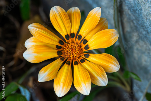 Tableau sur toile Close-up of a vibrant yellow Gazania flower with striking black spots on its pet