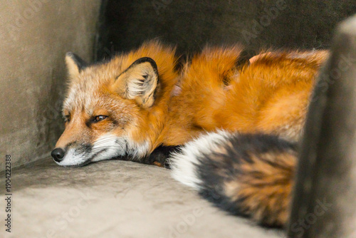 Fotografia A serene red fox lays comfortably on a plush couch, basking in a cozy indoor set