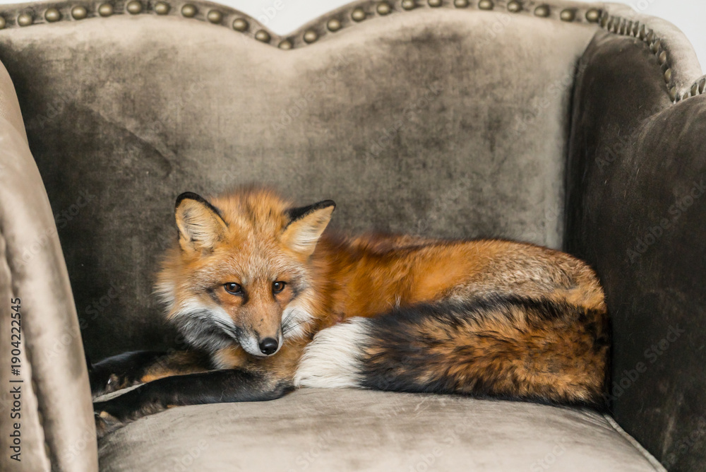 Fototapeta premium A red fox relaxes on a soft armchair, basking in the warm sunlight indoors