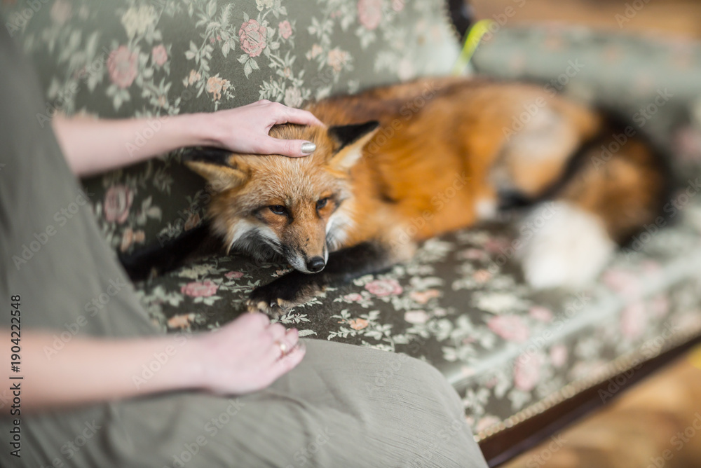 Fototapeta premium A red fox relaxes on a couch, receiving soothing pets from a caring human companion