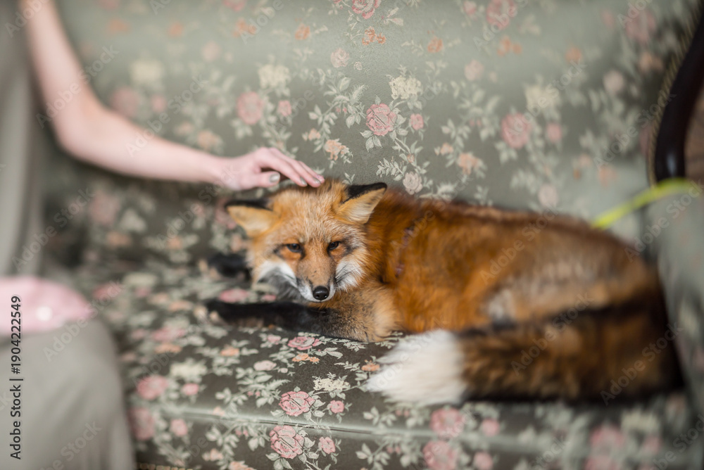 Fototapeta premium A delightful red fox curls up on a floral couch, enjoying some tender affection from a nearby human