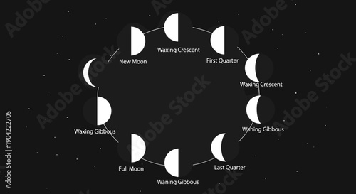 Phases of the Moon Cycle.