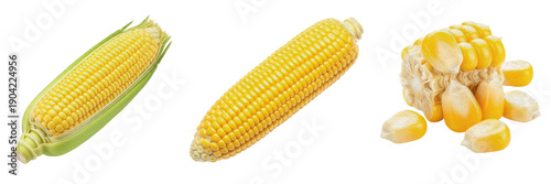 Quadro su tela Set of fresh sweet corn cobs, whole ripe yellow maize with green husks and scatt