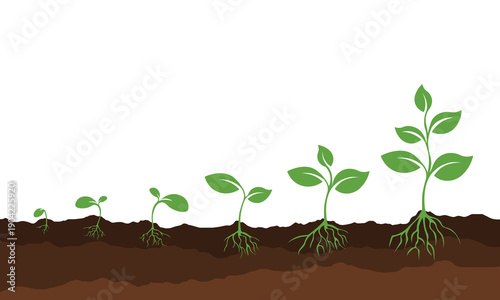 Illustration of plant growth stages. The growth process of young plant seedlings in the soil.